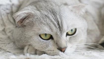 黑料万里长征首页 · 明星黑料 · 最被低估的真伪技巧:一眼识别你也刷到过吗?